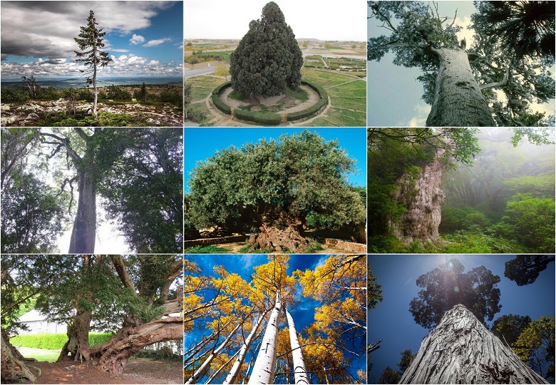 Ten ancient trees on the planet and where to find them