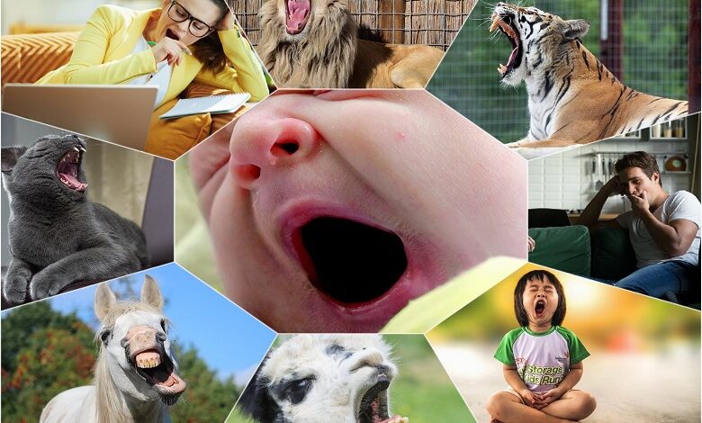 Have you ever wondered why we yawn? Throughout life, so many interesting physiological processes take place in the human body