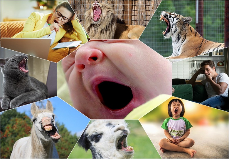 Have you ever wondered why we yawn? Throughout life, so many interesting physiological processes take place in the human body