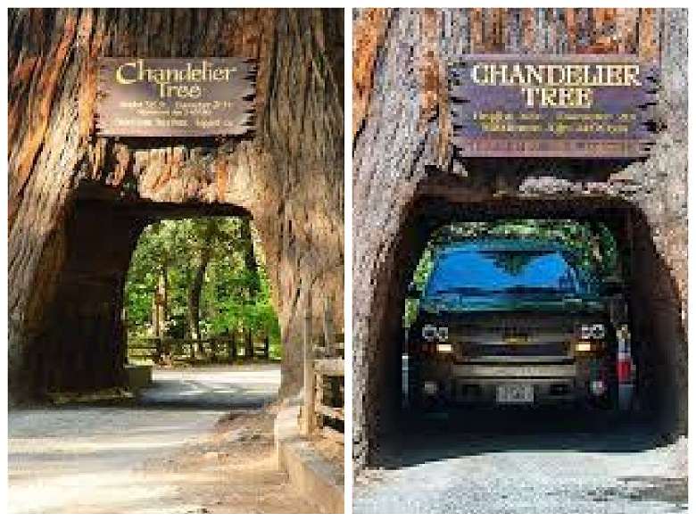 Five unusual structures you may see in giant trees