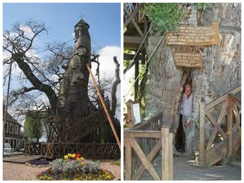 Five unusual structures you may see in giant trees