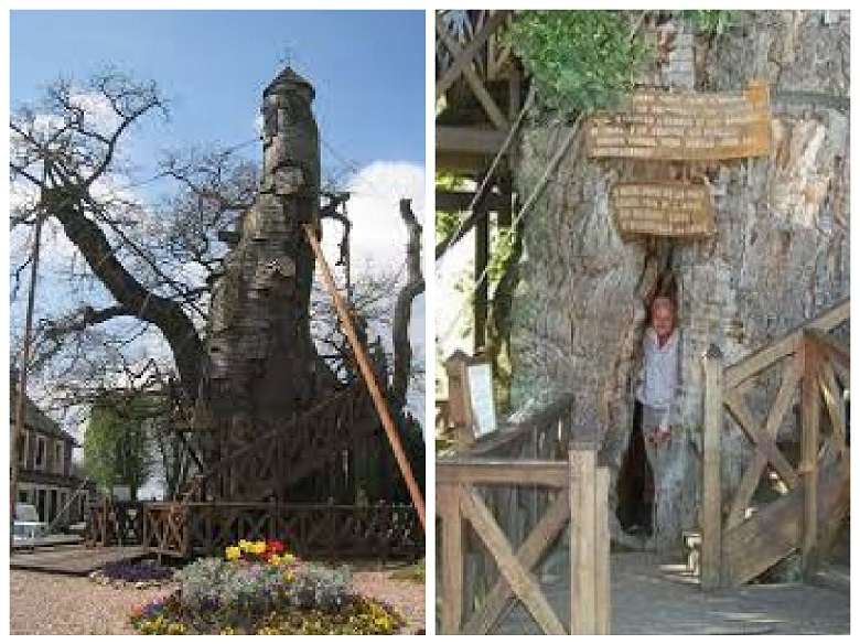 Five unusual structures you may see in giant trees