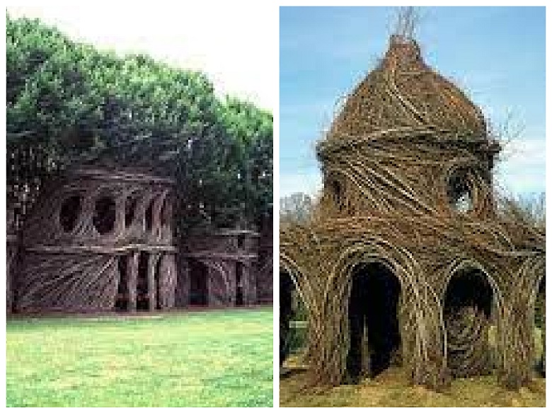 Five unusual structures you may see in giant trees