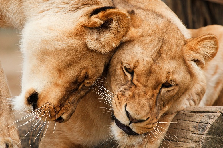 South African government wants to end lion breeding