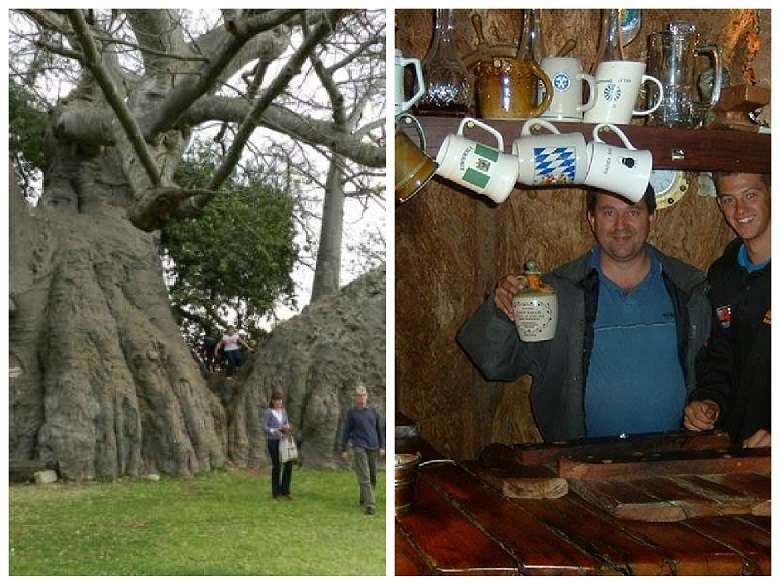 Five unusual structures you may see in giant trees