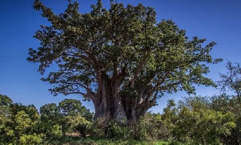 Five unusual structures you may see in giant trees