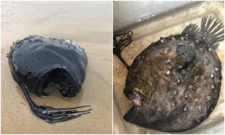 Monstrous deep-sea fish with light from ‘Finding Nemo’ washes up on the ...