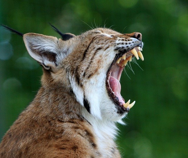 Yawning cools the brain: the longer the yawn, the bigger the brain 