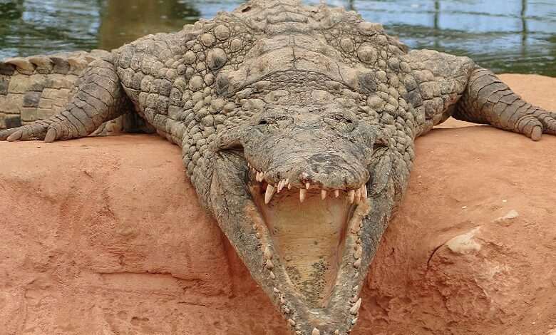 Top 10 most dangerous animals in the world