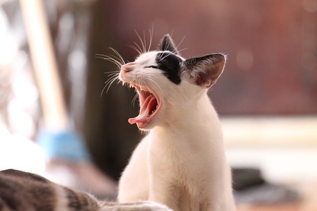 Yawning cools the brain: the longer the yawn, the bigger the brain 