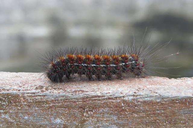 Are you entomophile? some poisonous insects list