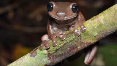 Scientists discover new ‘chocolate frog’ in swamps of New Guinea