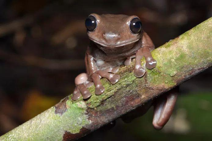Scientists discover new ‘chocolate frog’ in swamps of New Guinea