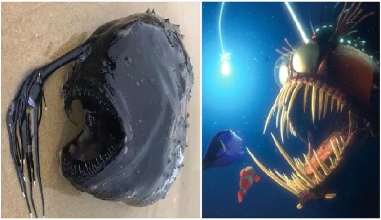 Monstrous deep-sea fish with light from ‘Finding Nemo’ washes up on the beach