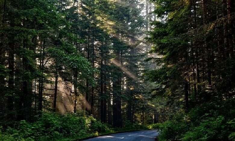 What will become of a planet without trees?