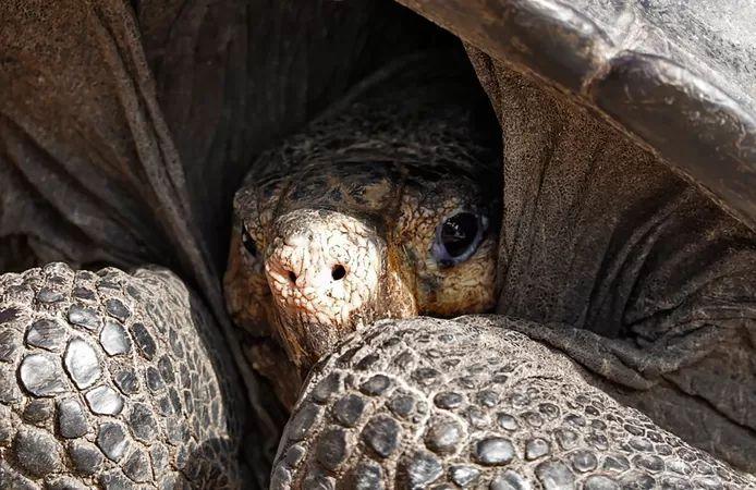Galapagos tortoise extinct species spotted again