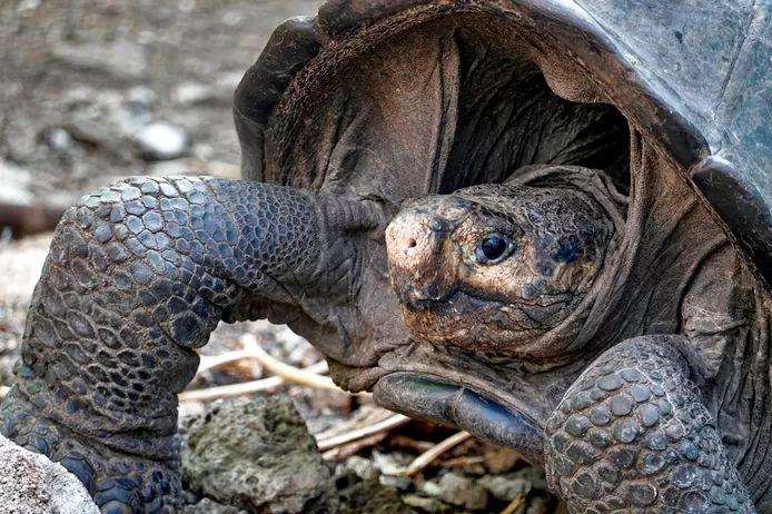 Galapagos tortoise extinct species spotted again