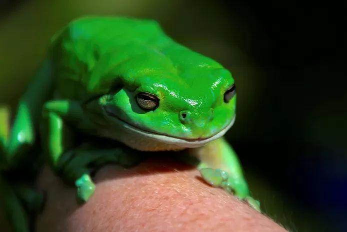 The Australian green tree frog