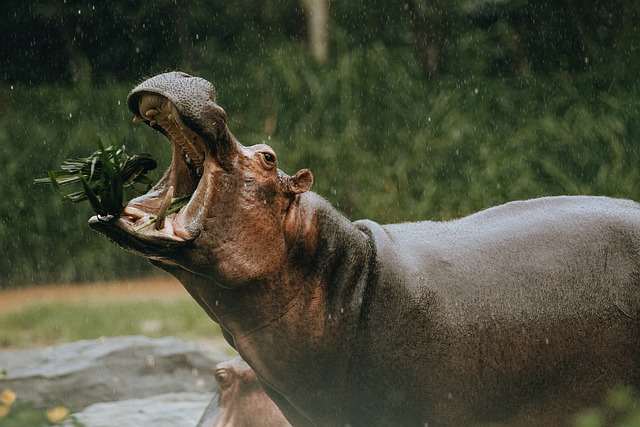 Hippopotamus