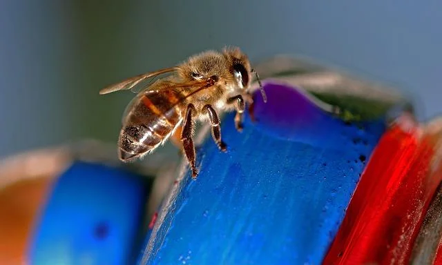 Are you entomophile? some poisonous insects list