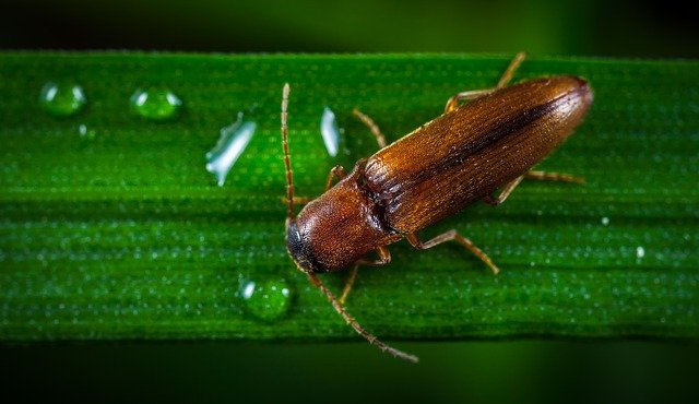Jumping or click beetle