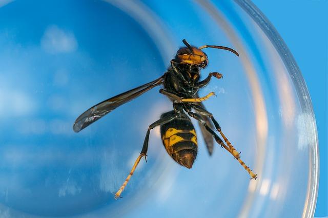 Are you entomophile? some poisonous insects list