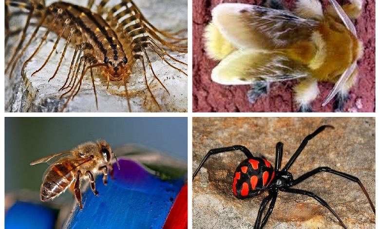 Are you entomophile? some poisonous insects list