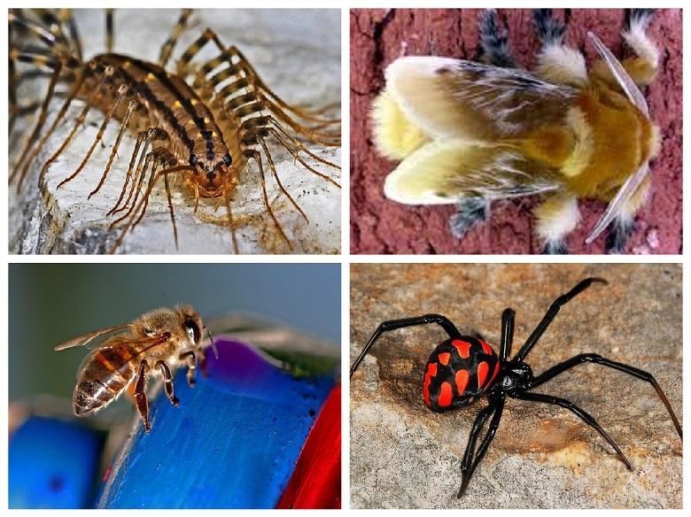 Are you entomophile? some poisonous insects list