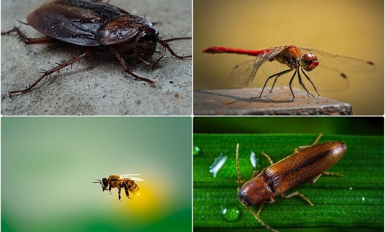 Top 5 fastest flying insect in the world