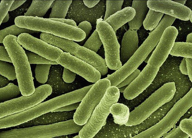 Good bacteria mitigate side effects of cancer