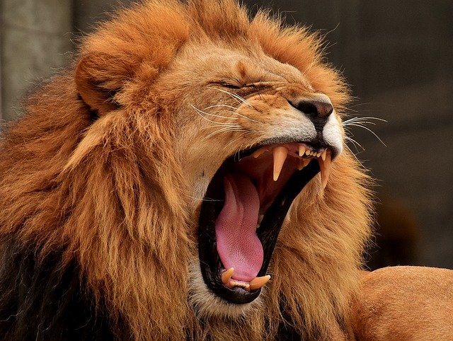 Yawning cools the brain: the longer the yawn, the bigger the brain 