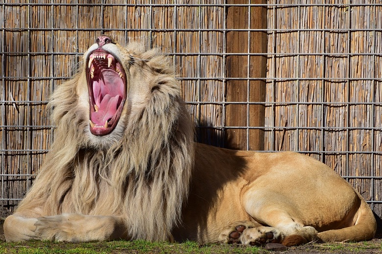 Yawning cools the brain: the longer the yawn, the bigger the brain