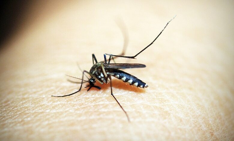 Australian scientists have invented a patch vaccine against Dengue virus
