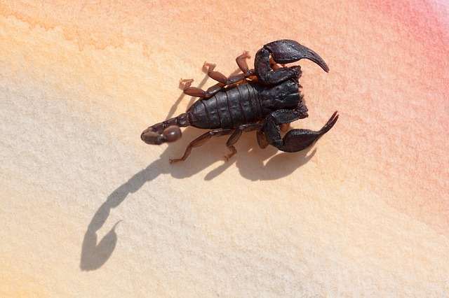 Scorpio