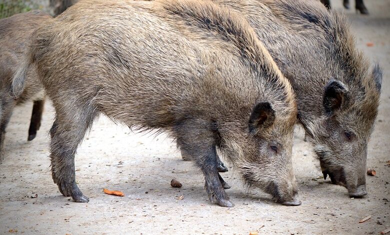 Wild boars surround a woman in Italy and steal her groceries