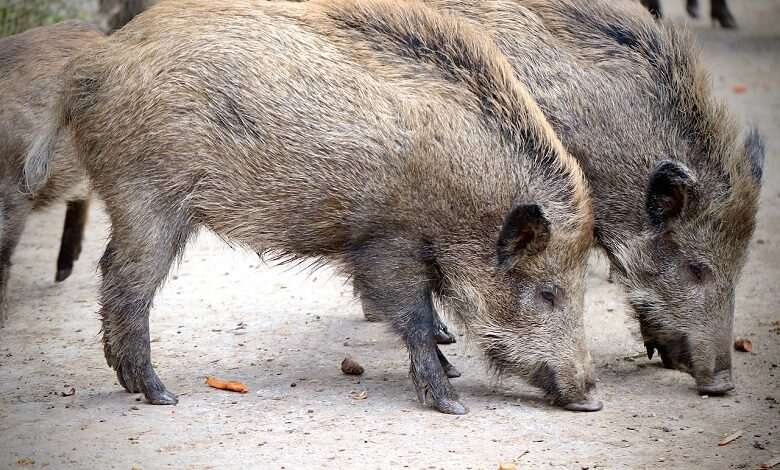 Wild boars surround a woman in Italy and steal her groceries