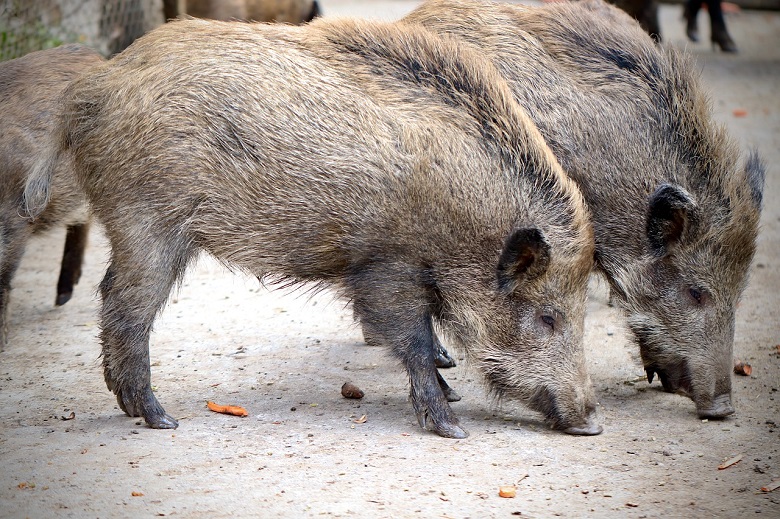 Wild boars surround a woman in Italy and steal her groceries