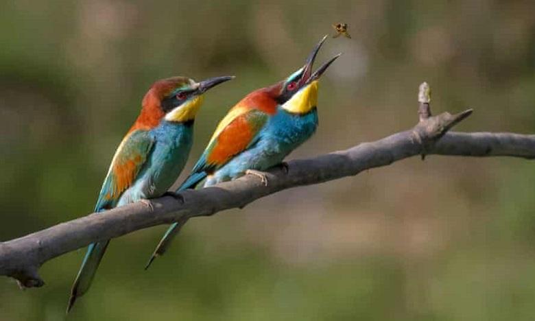 The most beautiful birds on Earth
