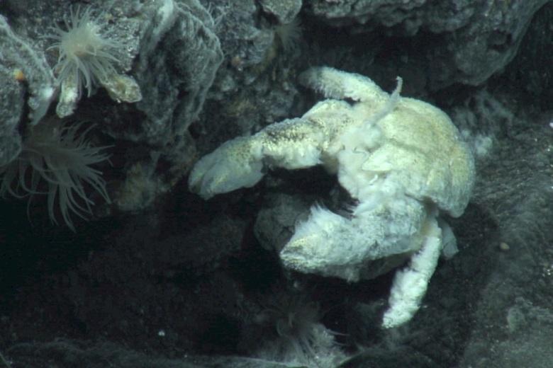 University of Southampton – First species of Yeti Crab found and named after renowned British deep-sea biologist
