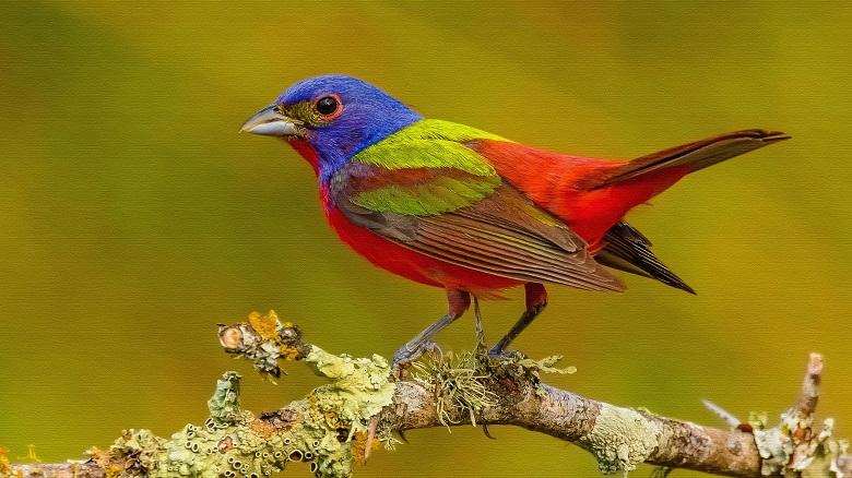 The most beautiful birds on Earth