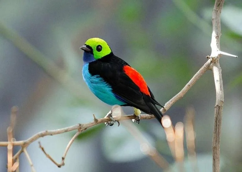 The most beautiful birds on Earth