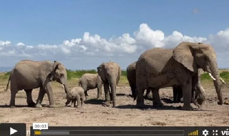 The mother urges the baby elephant all the time and does not want outsiders to interfere with it