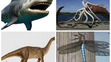 Giant animals in the history of the earth