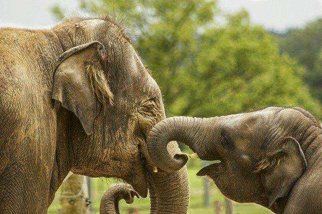 In 1975, 19-year-old Joyce Poole had an incredible chance: they offered her to study elephants in Kenya. The young researcher did not miss such a unique opportunity.
