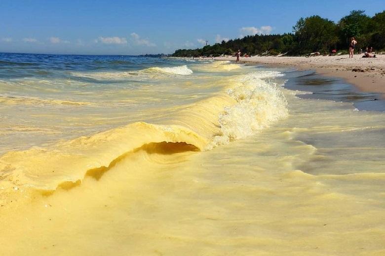 The Baltic Sea turned yellow