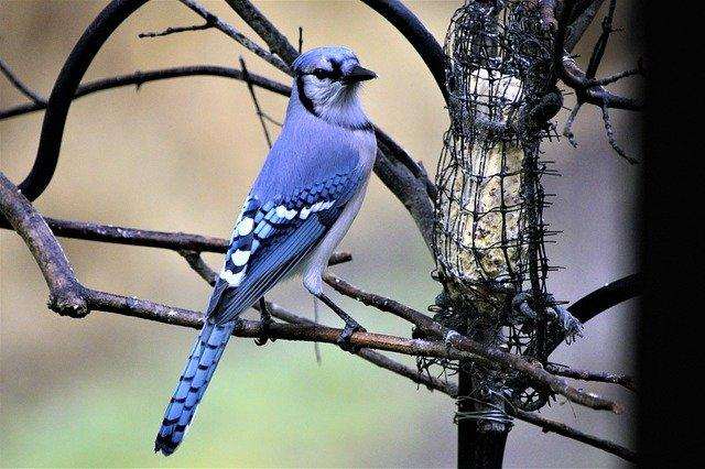 The most beautiful birds on Earth