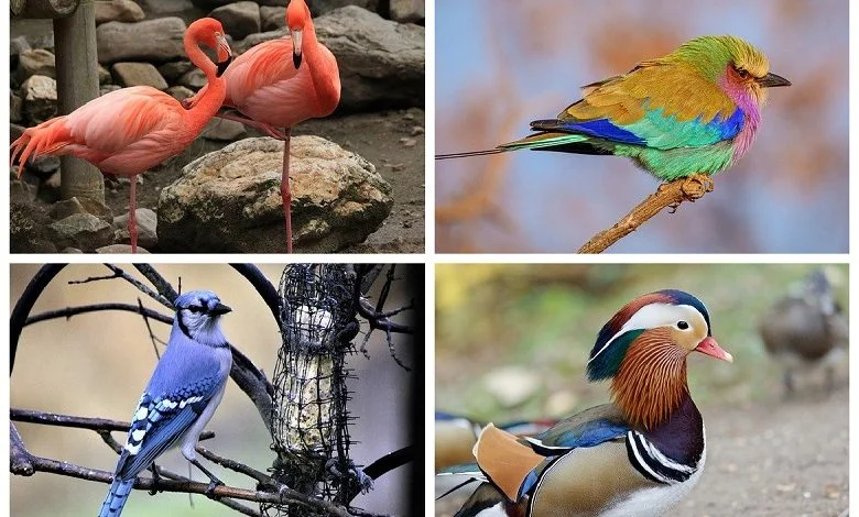 The most beautiful birds on Earth