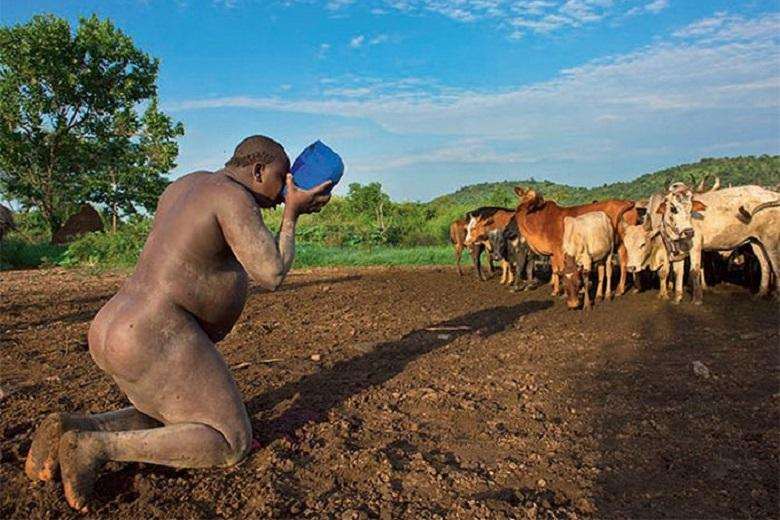Bodi tribal men drinking blood with milk