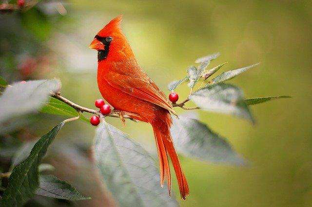 The most beautiful birds on Earth
