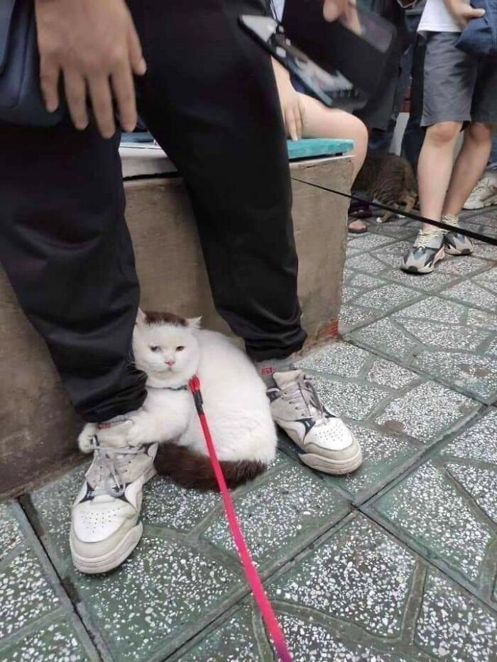 The cat doesn't want to walk anymore